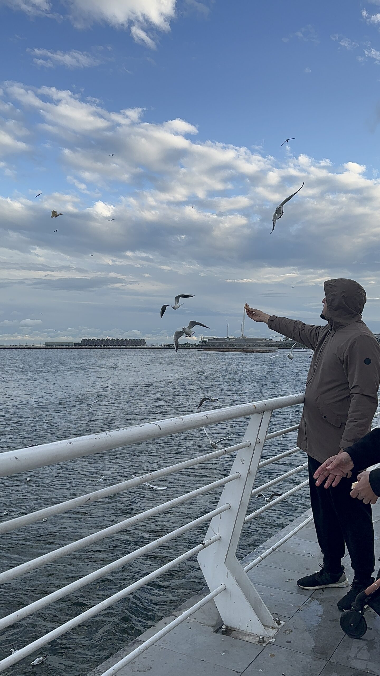 Feeding Birds on the Caspain Sea